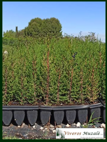 CUPRESSUS DUPREZIANA AF 1 L