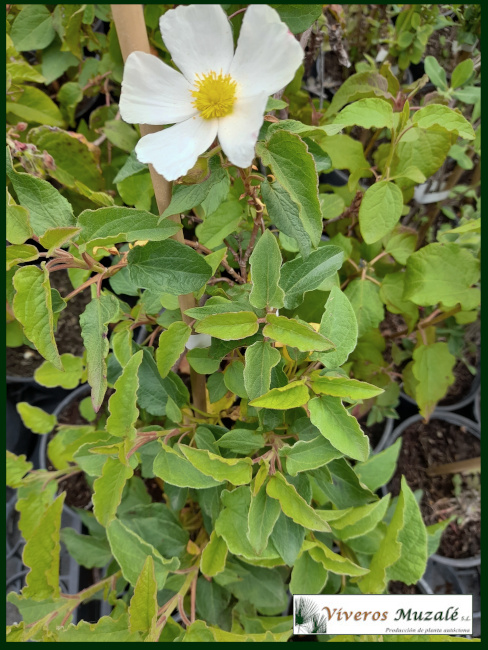 Cistus populifolius