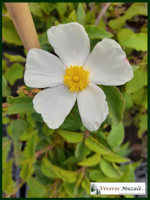 Cistus populifolius