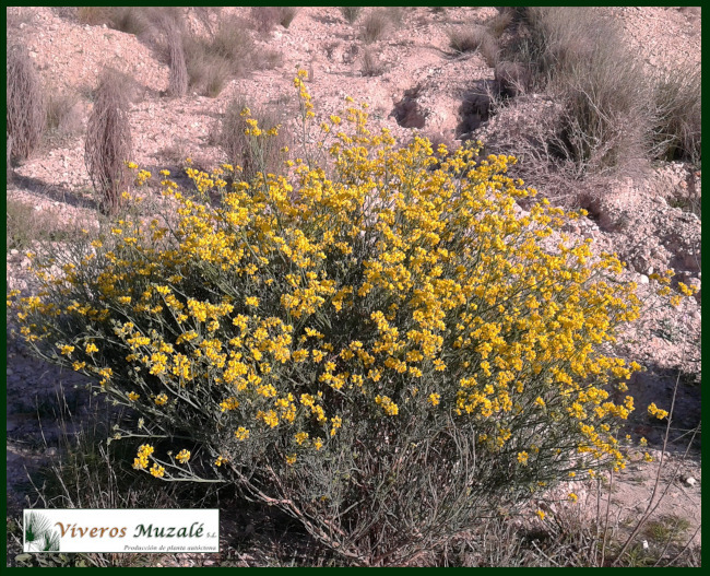 Coronilla_juncea.1