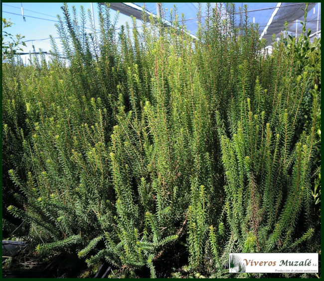 Erica-multiflora.1