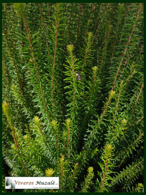 Erica-multiflora.2