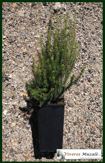 Erica-multiflora.cont.1