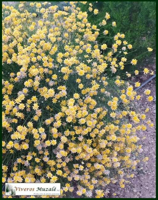 Genista umbellata