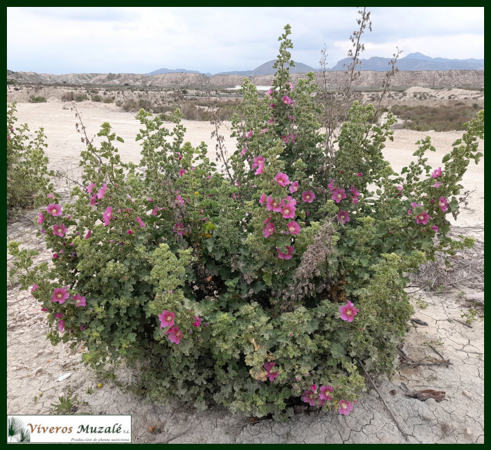 Lavatera-triloba.1