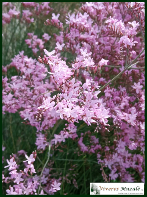 Limonium caesium flor 1