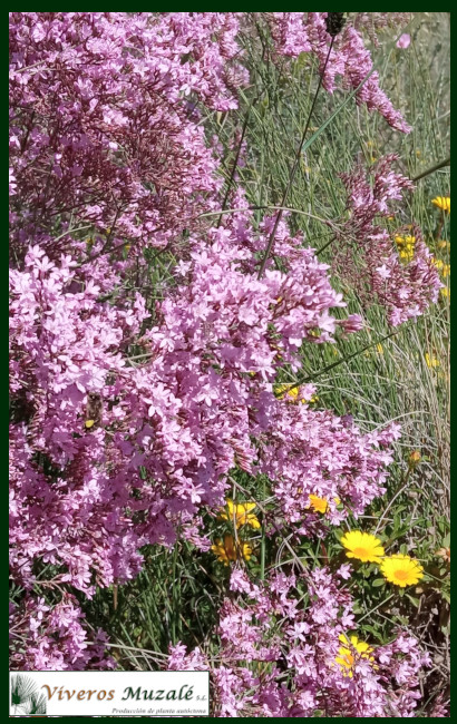 Limonium caesium flor 3