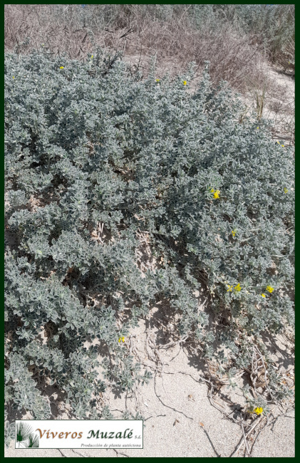 Medicago-maritima.1