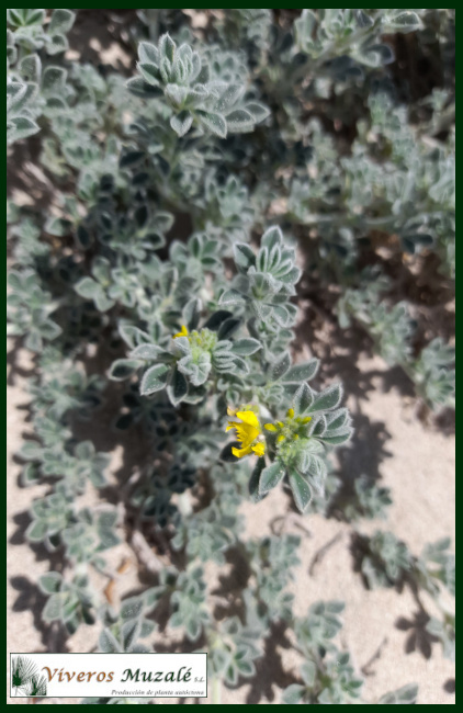 Medicago-maritima.2