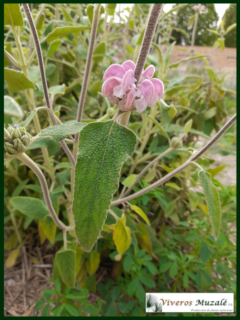 Phlomis-purpurra.1