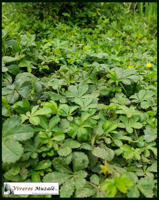 Potentilla reptans