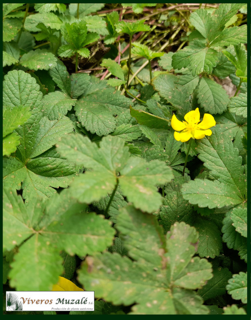 Potentilla reptans