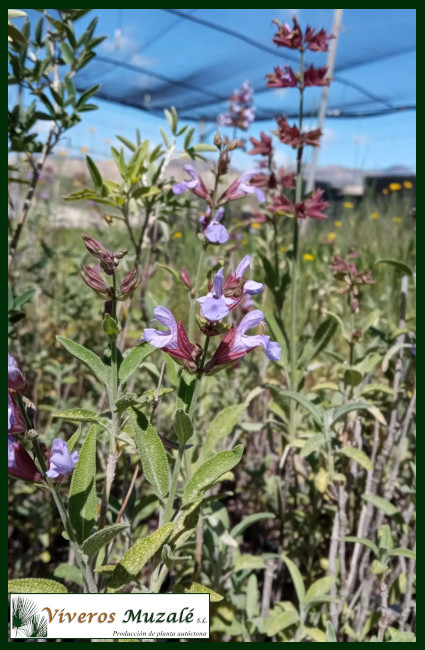 Salvia Officinalis AF - flor