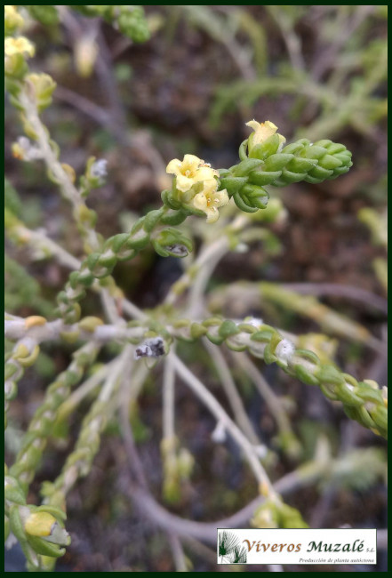 Thymalaea hirsuta