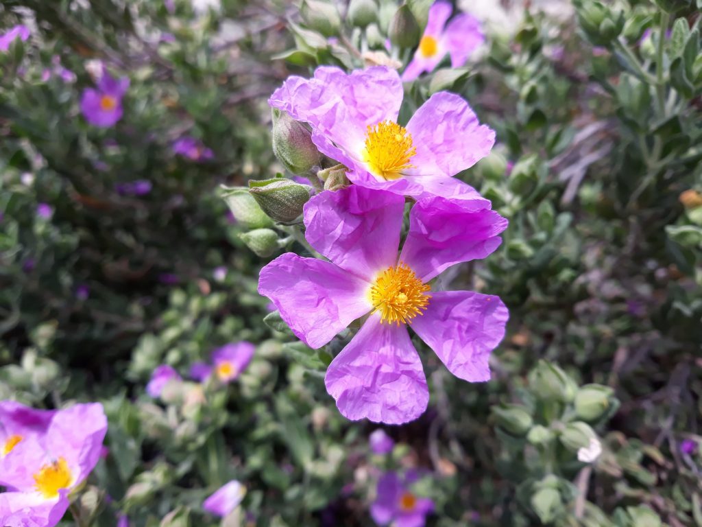 Cistus albidus