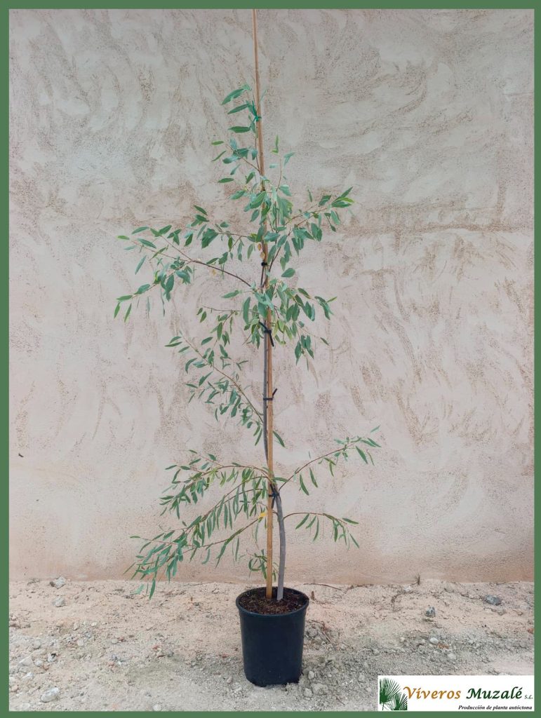 Populus euphratica