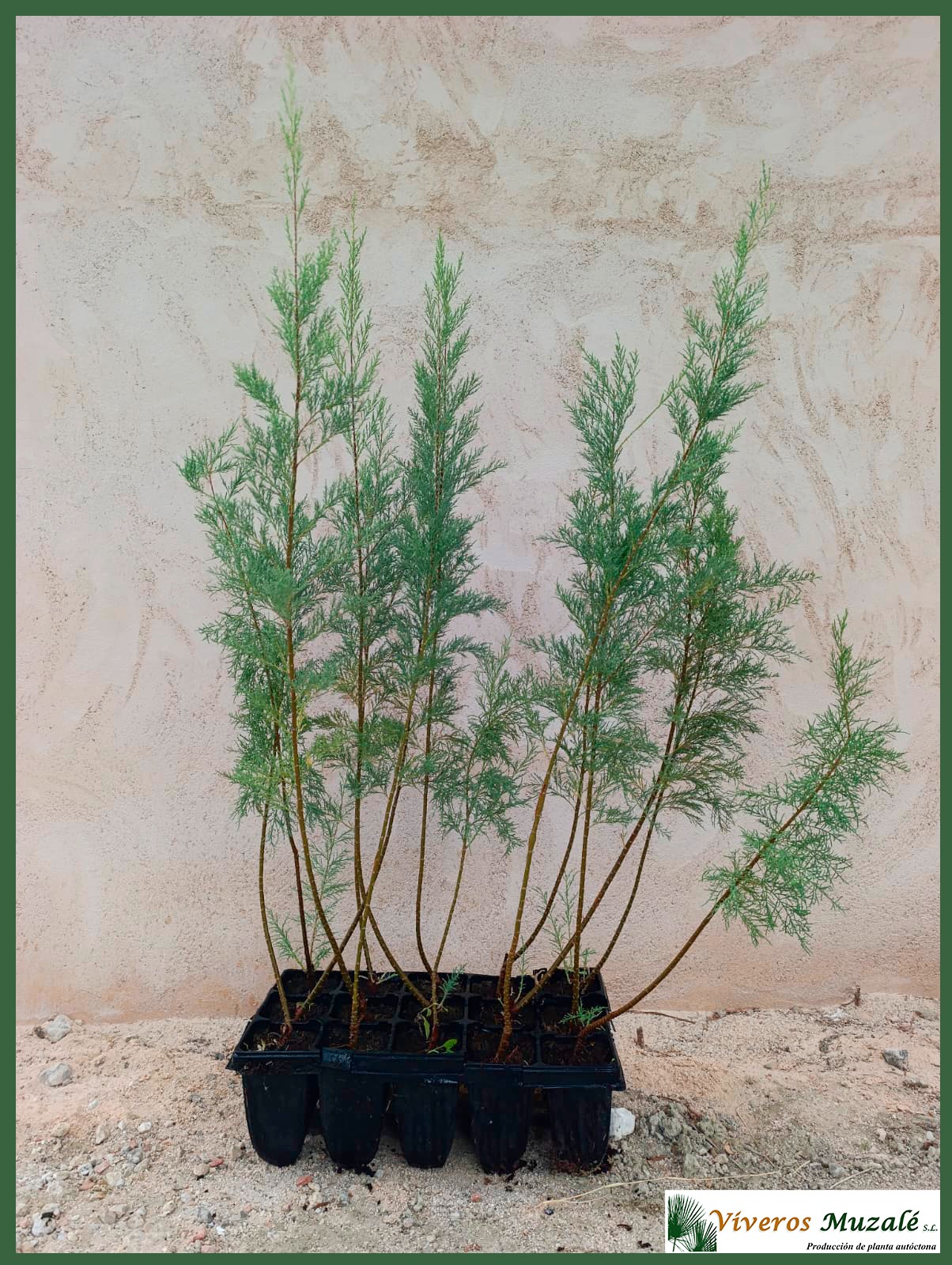 TAMARIX GALLICA (1)