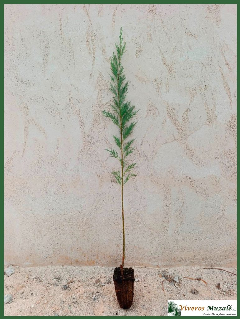 Tamarix gallica