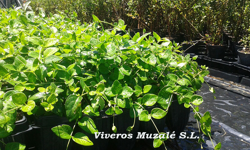 Vinca Major