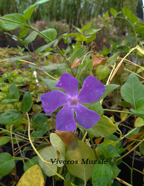 Vinca major
