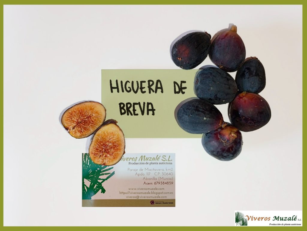 Ficus carica