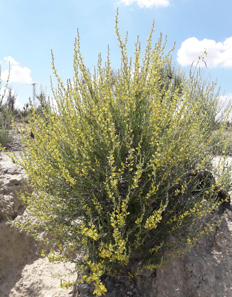 Anthyllis terniflora
