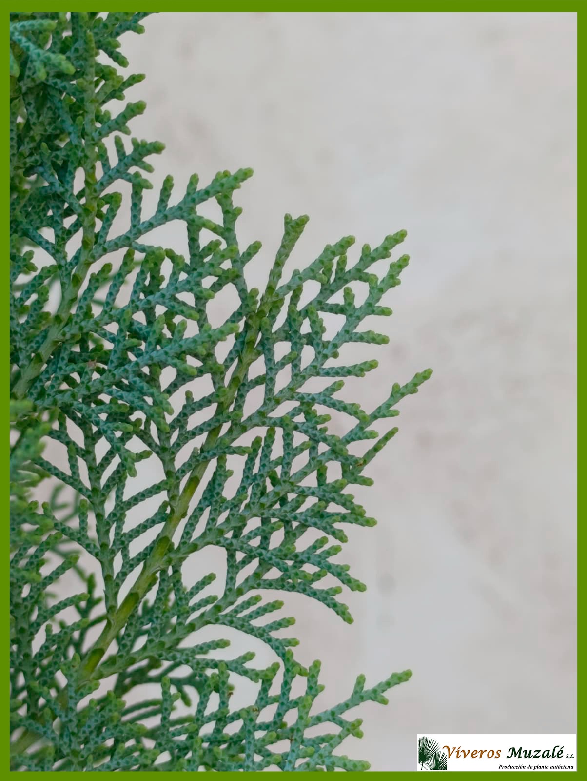Cupresus dupreziana (1)