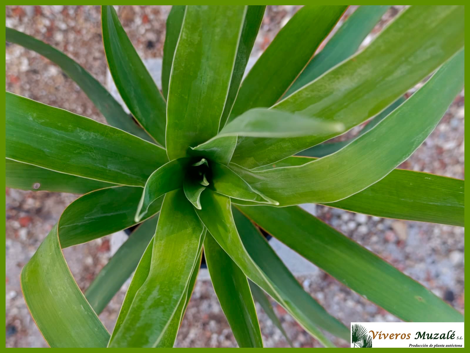 DRACAENA DRACO