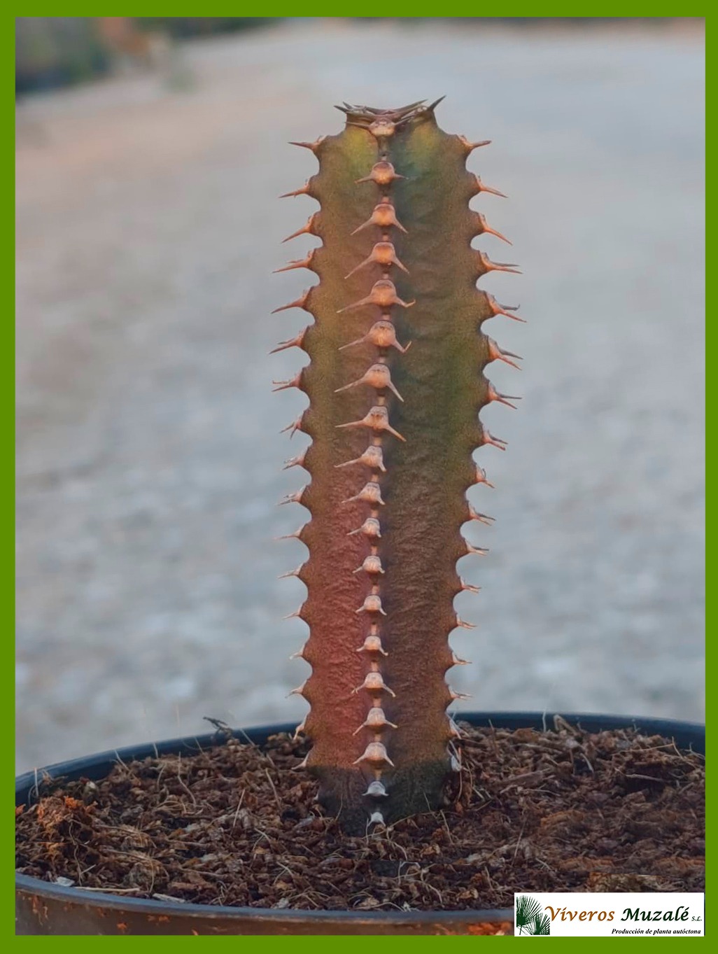 EUPHORBIA CANARIENSIS-1