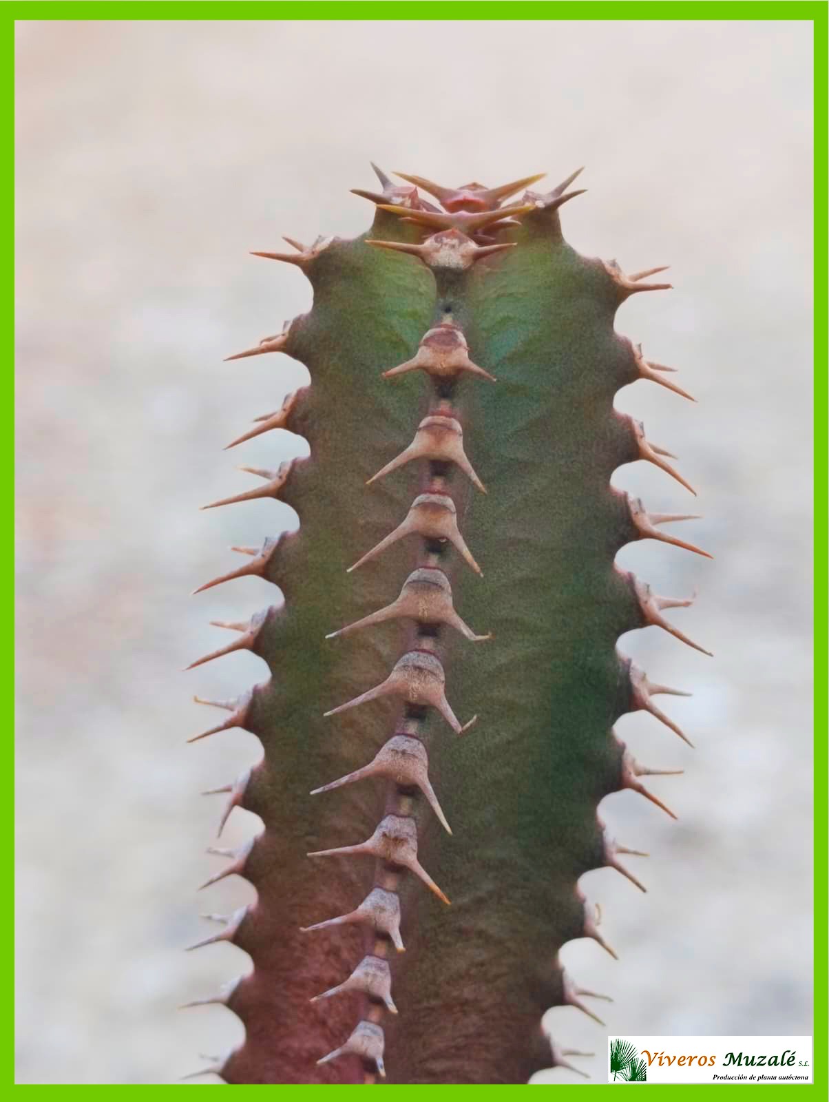 EUPHORBIA CANARIENSIS-2