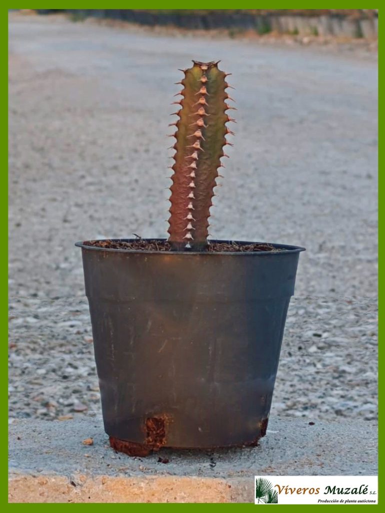 Euphorbia canariensis