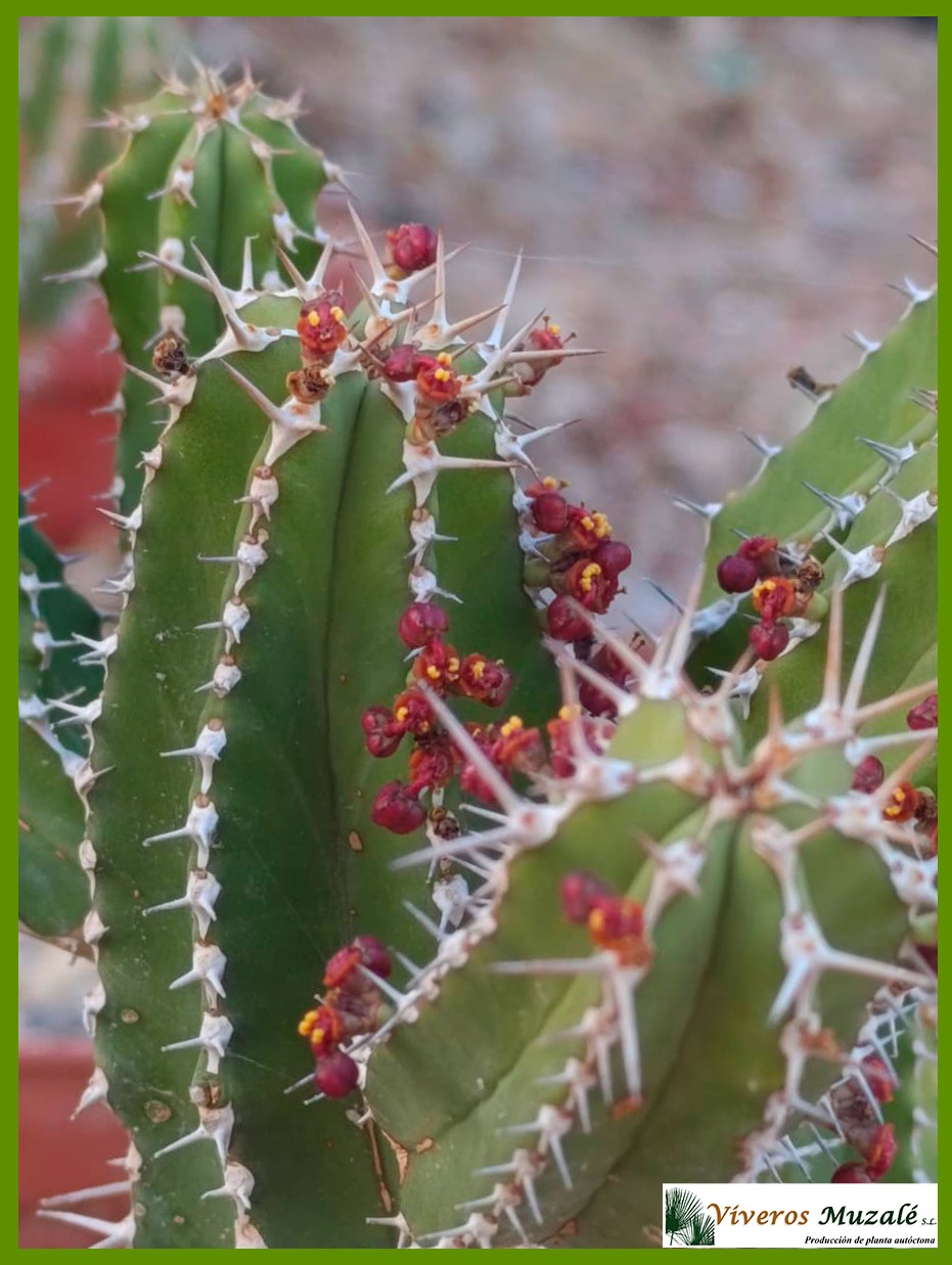 EUPHORBIA ECHINUS-1