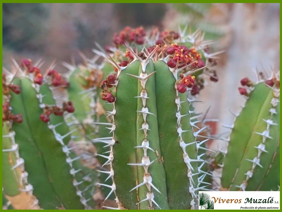 EUPHORBIA ECHINUS-2