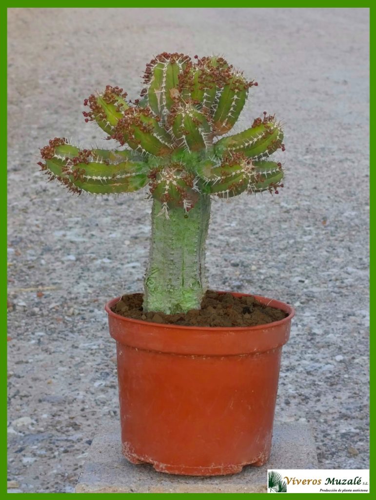 Euphorbia echinus