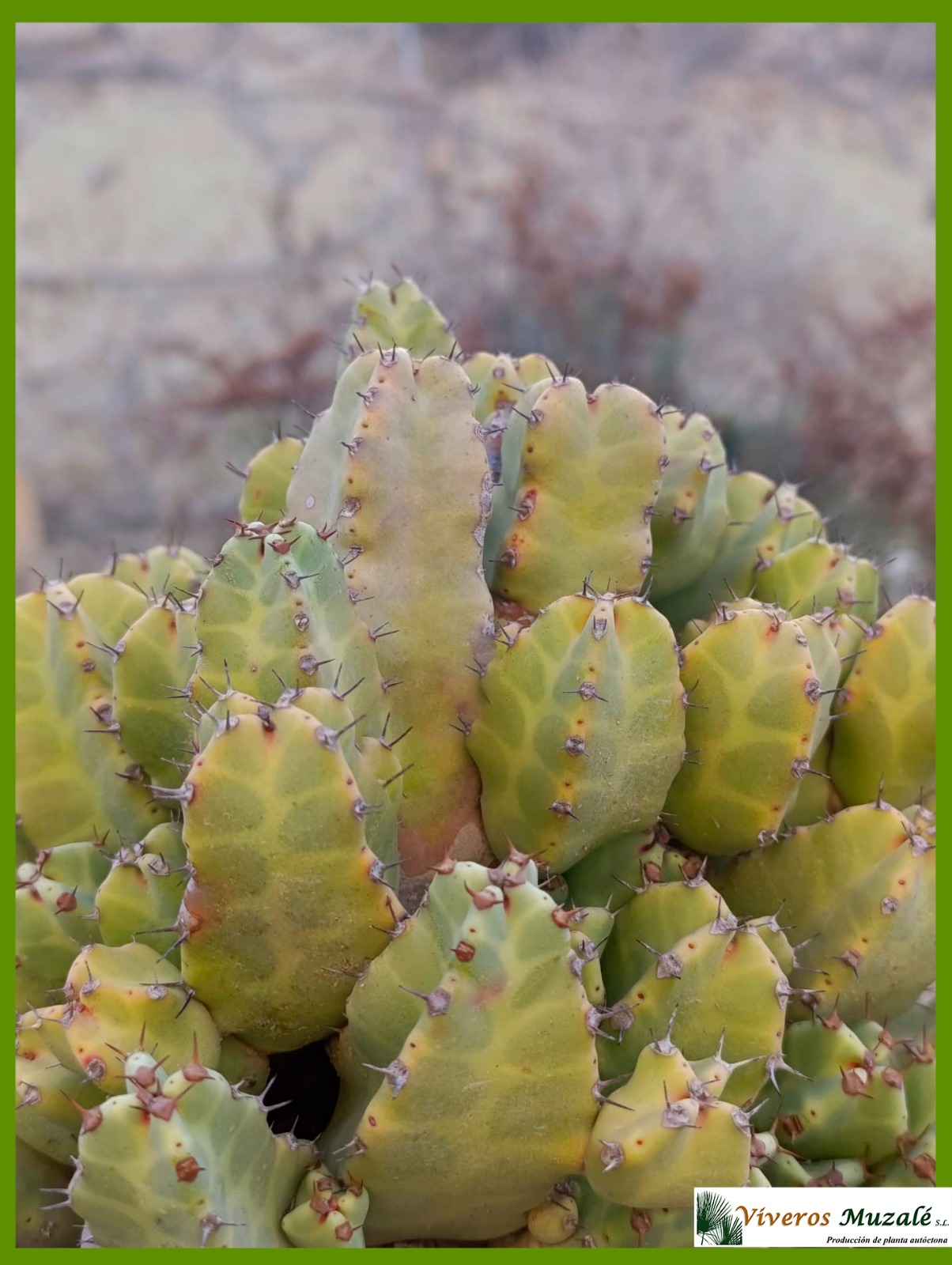 EUPHORBIA RESINIFERA-1