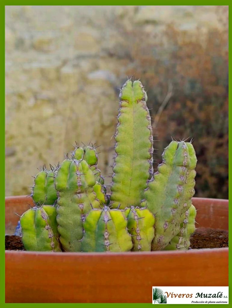 Euphorbia resinifera