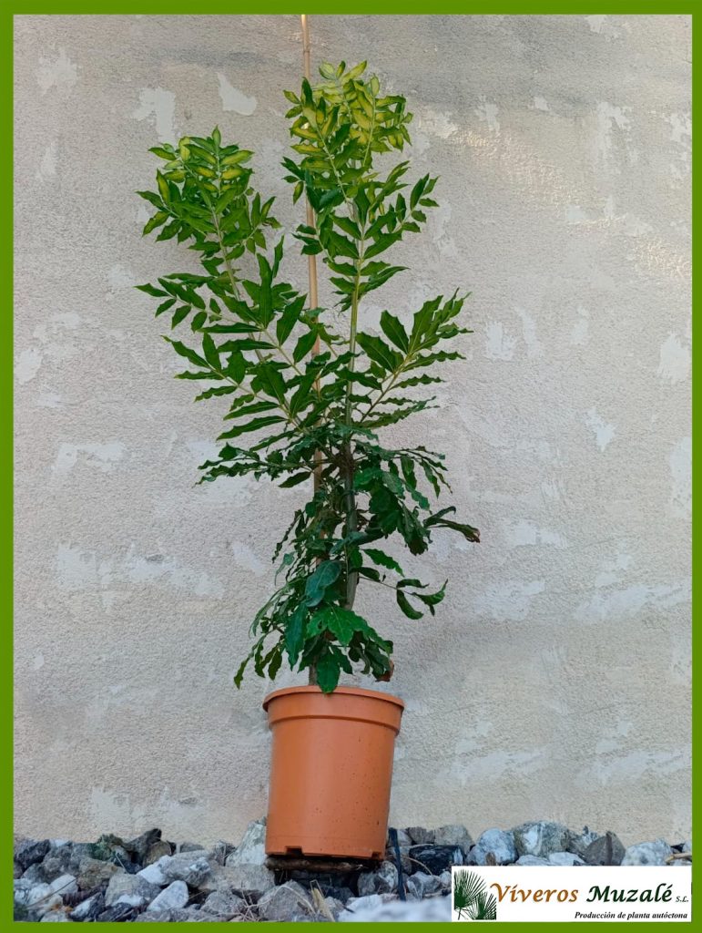 Harpephyllum caffrum