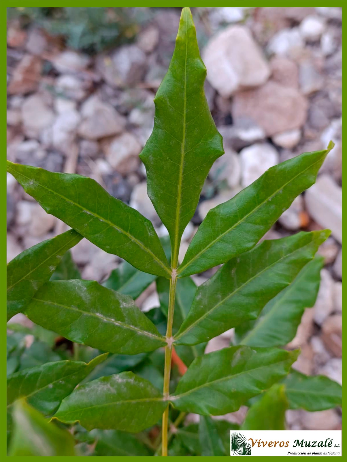 Harpephyllum caffrum (2)