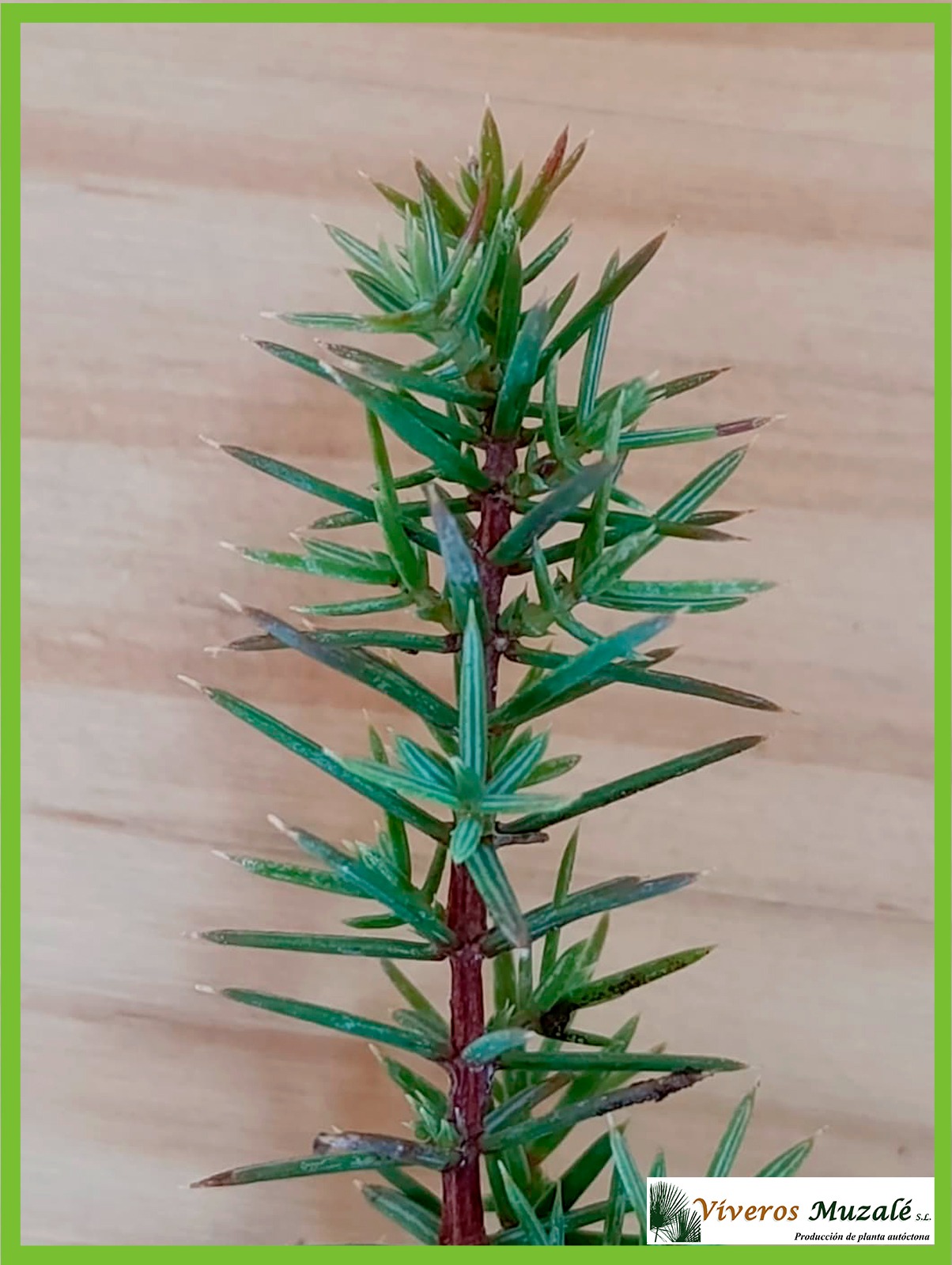 JUNIPERUS MACROCARPA