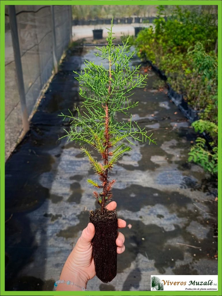 Juniperus phoenicea
