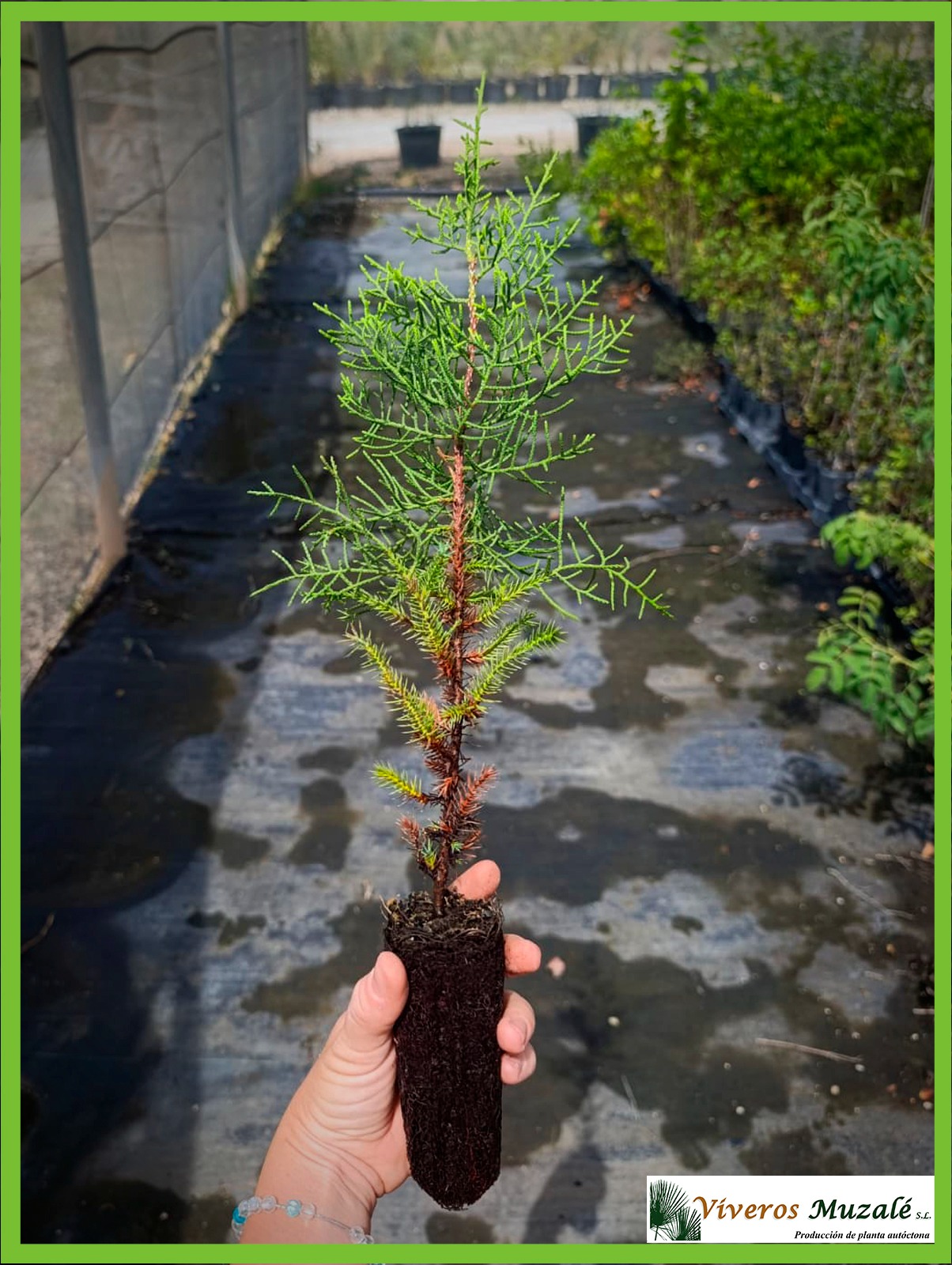 JUNIPERUS PHOENICEA
