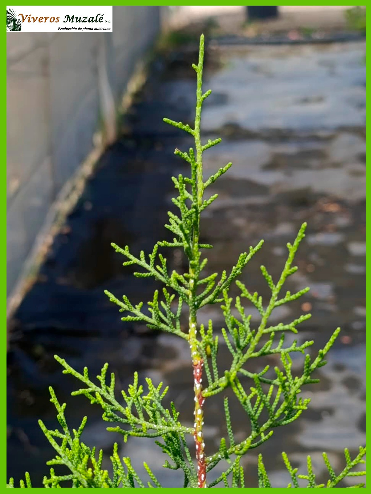 JUNIPERUS PHOENICEA