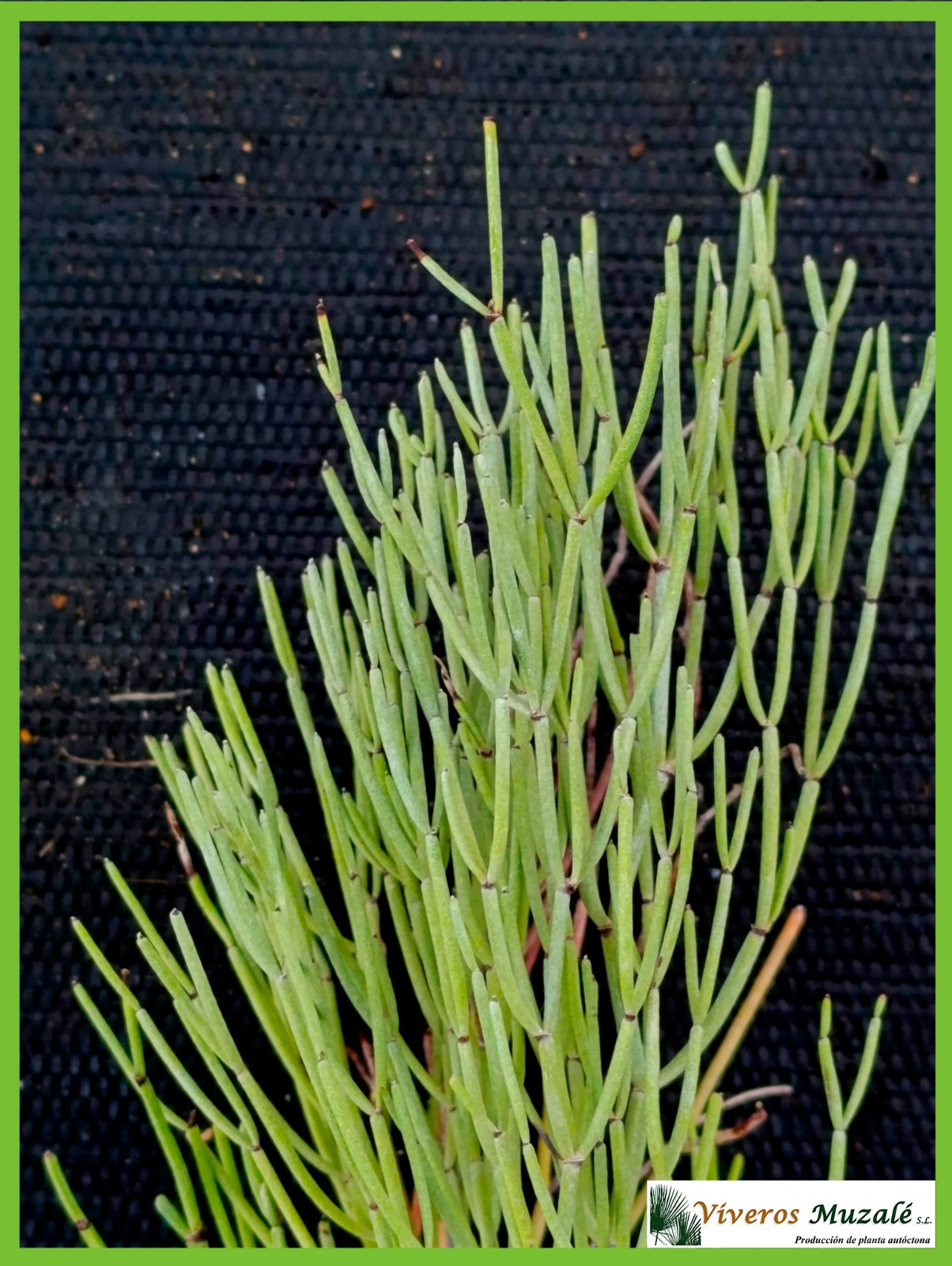 Limonium insigne