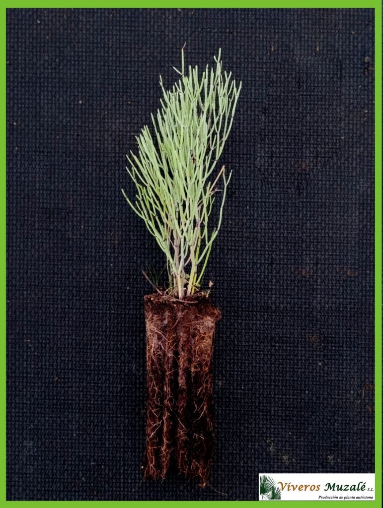 Limonium insigne