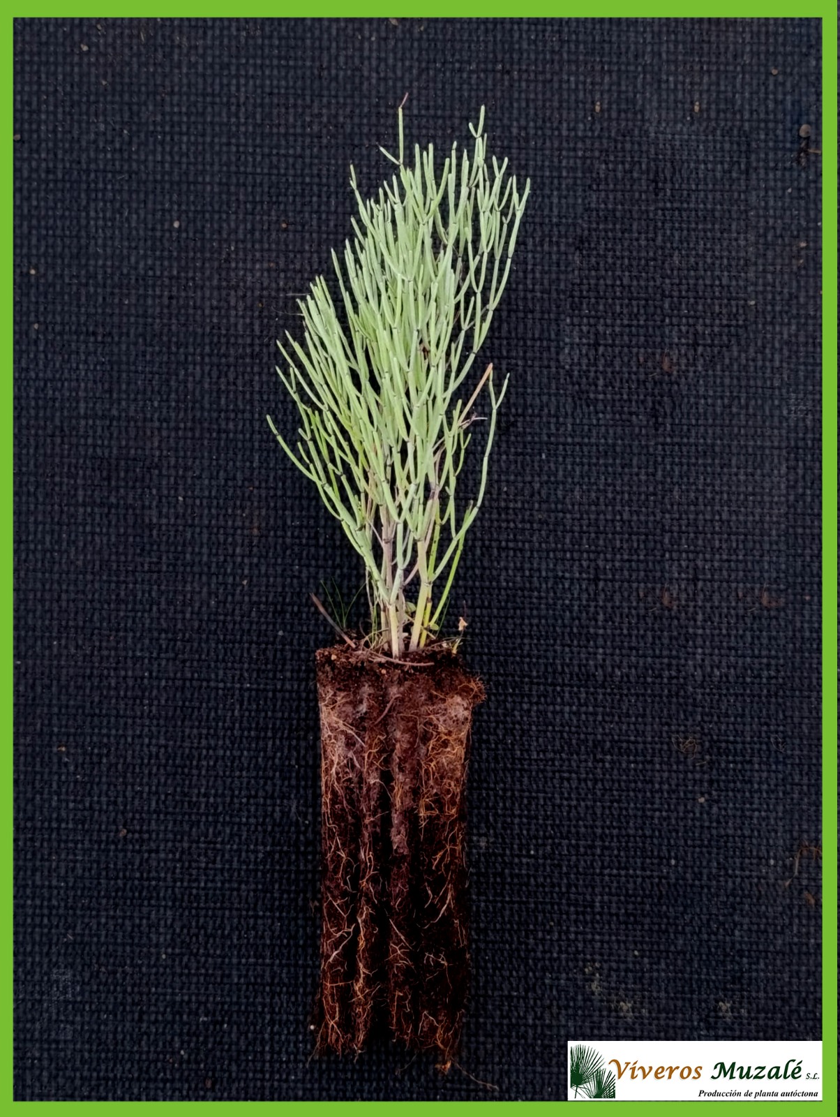 Limonium insigne