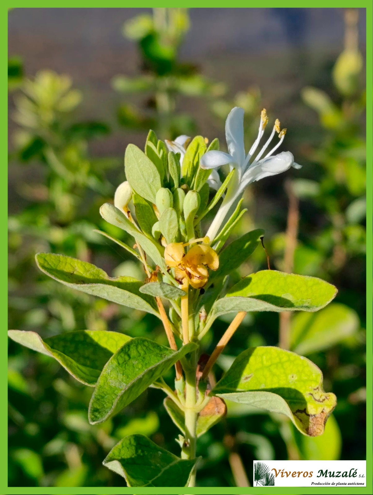 LONICERA BIFLORA