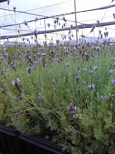 Lavandula multifida