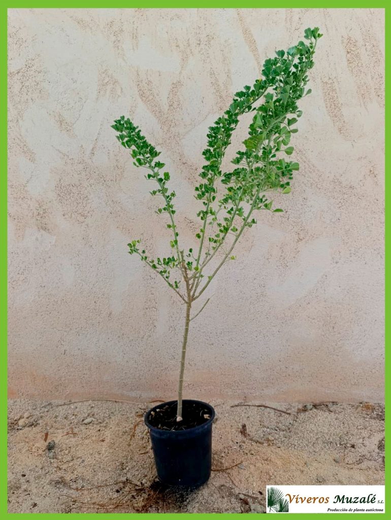 Medicago citrina