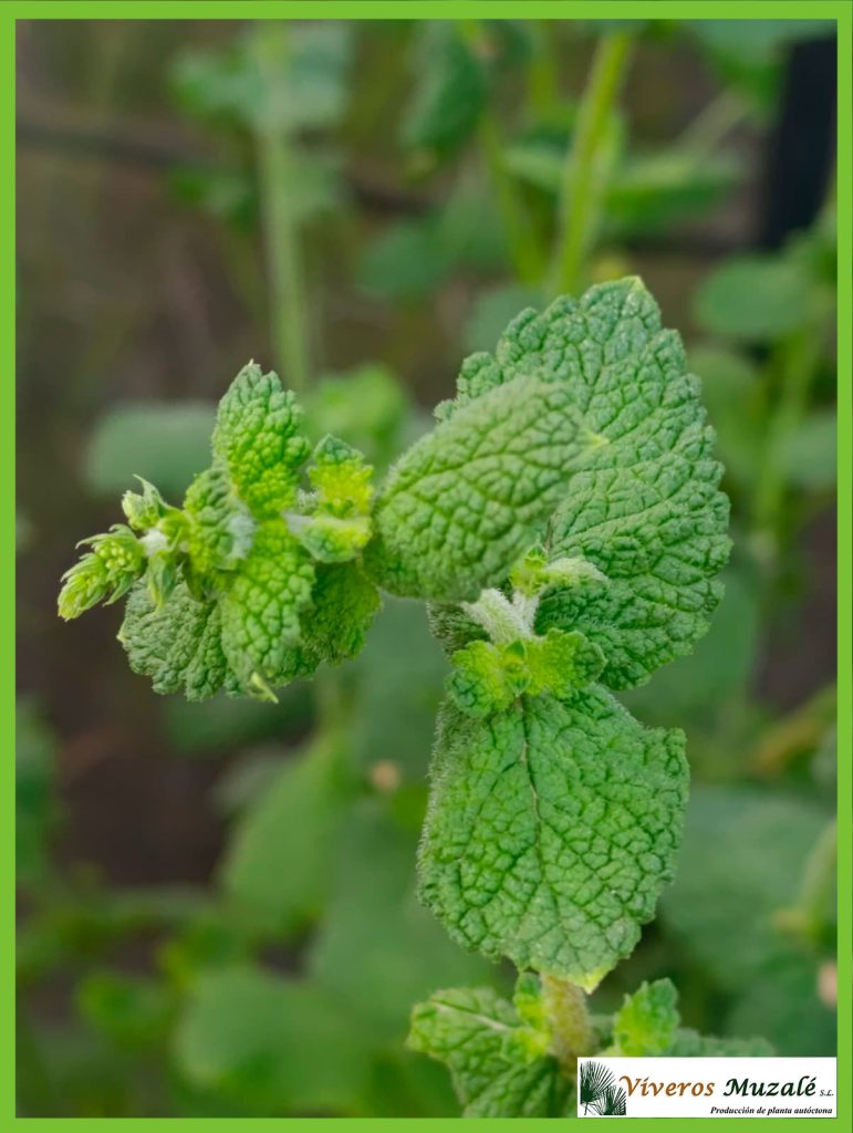 MENTHA ROTUNDIFOLIA