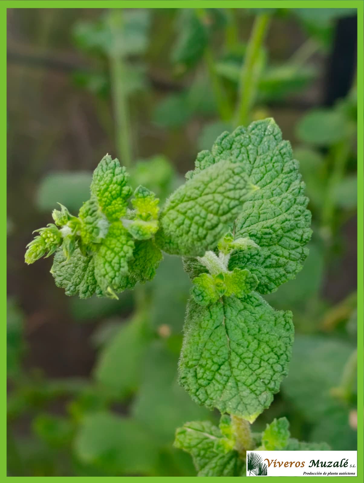 MENTHA ROTUNDIFOLIA